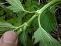 annual nettle